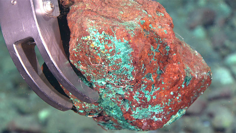 During the second dive of the second Voyage to the Ridge 2022 expedition, we collected a total of four rocks, including this piece of basaltic rubble that is covered in red iron oxidation and partly encrusted with the copper-based hydrothermal mineral malachite (green) and a few hitchhiking caprellid amphipods (white). It was collected at a depth of 3,032 meters (1.88 miles).