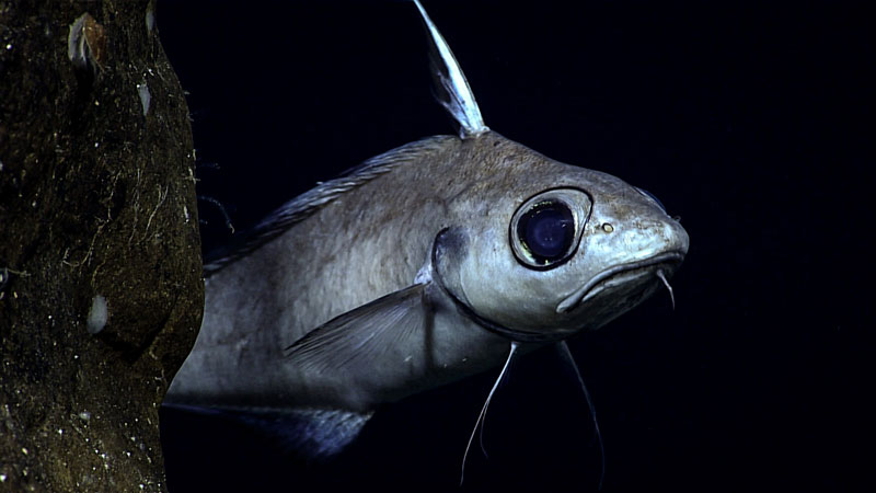 This grenadier, seen at 1,010 meters (3,313 feet) depth during the fifth dive of the second Voyage to the Ridge 2022 expedition, seemed a little skeptical about remotely operated vehicle Deep Discoverer. Grenadiers, also known as rattails, belong to the Family Macrouridae, which is the most diverse family within the order Gadiformes, with almost 400 recognized species. They have a worldwide distribution and are found at great depths, from the Arctic to the Antarctic. Members of this family are among the most abundant deep-sea fishes.
