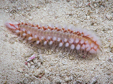 A fireworm seen during Dive 07 of the third Voyage to the Ridge expedition, at a depth of 318 meters (1,043 feet).