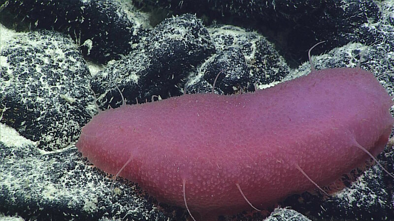 This bright pink holothurian, which could be from the family Synallactidae and possibly genus Bathyplotes, was found at a depth of 2,478 meters (8,130 feet) on Dive 02 of the expedition.