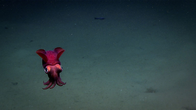 The remotely operated vehicle (ROV) Deep Discovered imaged this bobtail swimming during Dive 12 of the Windows to the Deep 2018 expedition.