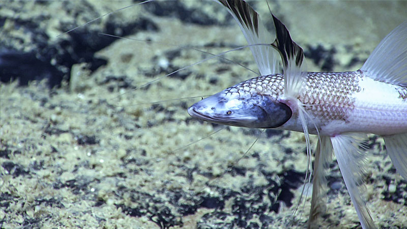 A tripod fish (Bathypterois grallator) props itself up on the seafloor. This blind ambush predator rests on a modified set of fins, awaiting a meal to pass close enough to catch. Its pectoral fins are tipped with sensitive feelers that extend out in front of the fish and allows it to sense prey nearby.