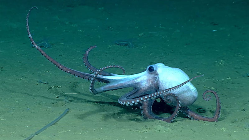 This octopus was observed slowly making its way across the seafloor at a depth of 2,530 meters (8,300 feet) during Dive 06 of the 2023 Shakedown + EXPRESS West Coast Exploration expedition off the coast of Oregon.