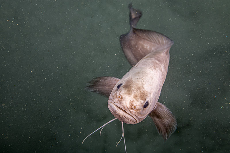 A cusk eel, in the family Ophidiidae, swam right up to the cameras on ROV Deep Discoverer at the beginning of Dive 01 of the Seascape Alaska 5 expedition. It remained up close for multiple minutes before the ROV moved on to a new view. This was observed at a depth of 3,100 meters (10,170 feet).