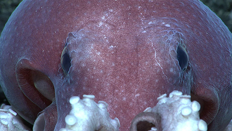 A stare down with this octopus (Mussoctopus sp.), occurred during Dive 08 of the Seascape Alaska 5 expedition. As we observed it, the octopus displayed its abilities to change color using specialized cells in its skin called chromatophores. It flashed the deep reddish purple seen here before turning completely white within seconds.