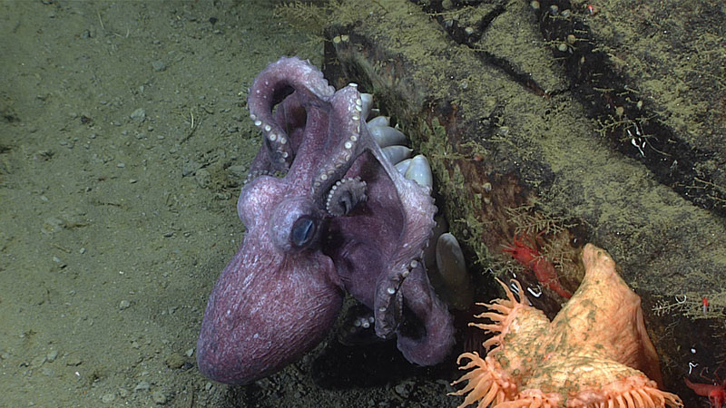 A mother octopus seen is guarding a clutch of eggs attached to a rock in Noyes Canyon during Dive 12 of the Alaska Seascape 5 Expedition. Two octopuses were seen guarding clutches of eggs on this rock. The octopus seen in this picture looked healthier with more pigmentation, so it is thought that she has been guarding eggs for less time. Upon close inspection, the eyes and tentacles of the baby octopuses can be seen within the eggs. 