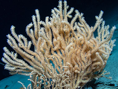 This large bamboo coral, potentially an undescribed species, was seen during Dive 15 of the Seascape Alaska 5 expedition while diving in the Middleton Canyon offshore of Prince William Sound.