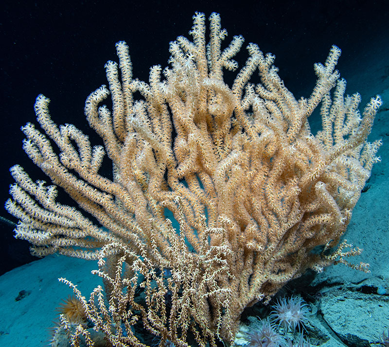 A large bamboo coral, potentially an undescribed species, was seen during Dive 15 of the Seascape Alaska 5 expedition while diving in the Middleton Canyon offshore of Prince William Sound.